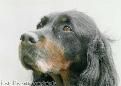 Pedigree SAMBA DU CASTEL DES FRIQUETS Pedigree SAMBA DU CASTEL DES FRIQUETS